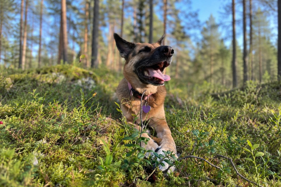 Lemmikin hyvinvointi - blogi sinunapteekki.fi